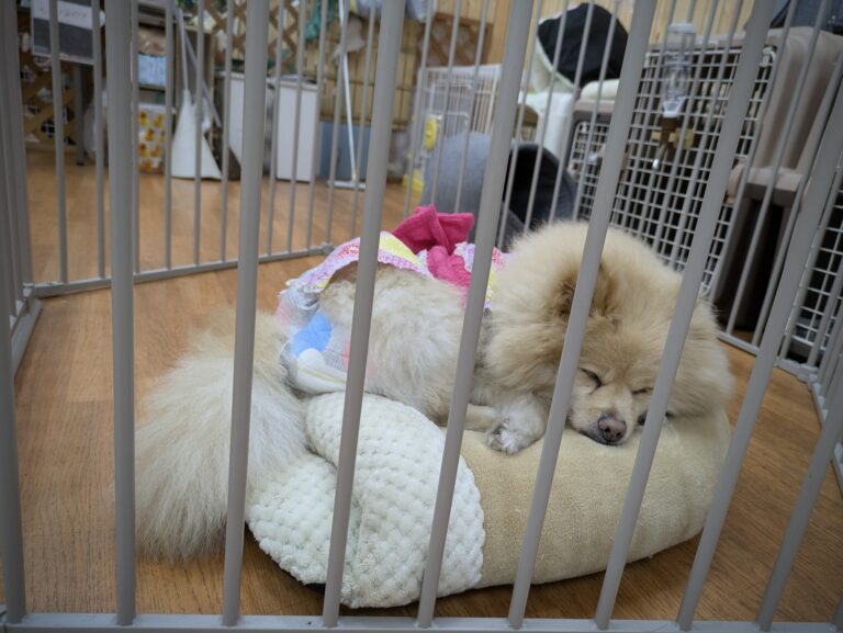 保護犬パークのサークルでぐうぐうぐっすり眠っていた大きなポメラニアン